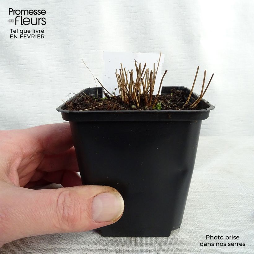 Sanguisorba officinalis Pink Tanna 8/9 cm pot sample as delivered in winter