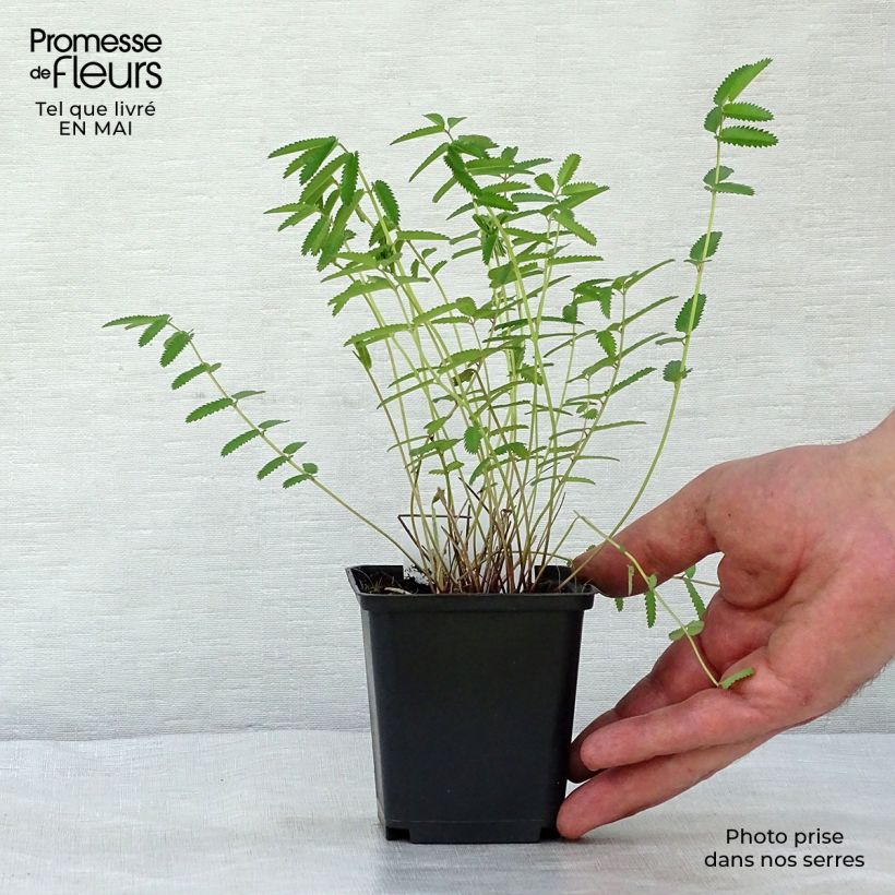 Sanguisorba officinalis Pink Tanna 8/9 cm pot sample as delivered in spring