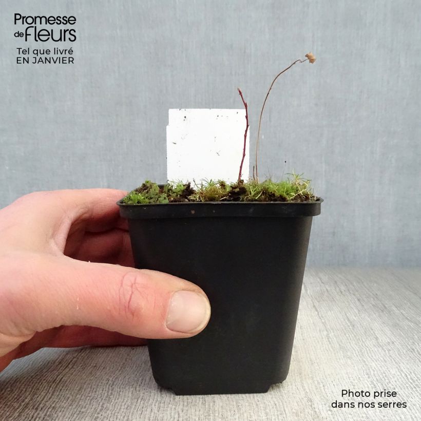 Sanguisorba tenuifolia Alba 8/9 cm pot sample as delivered in winter