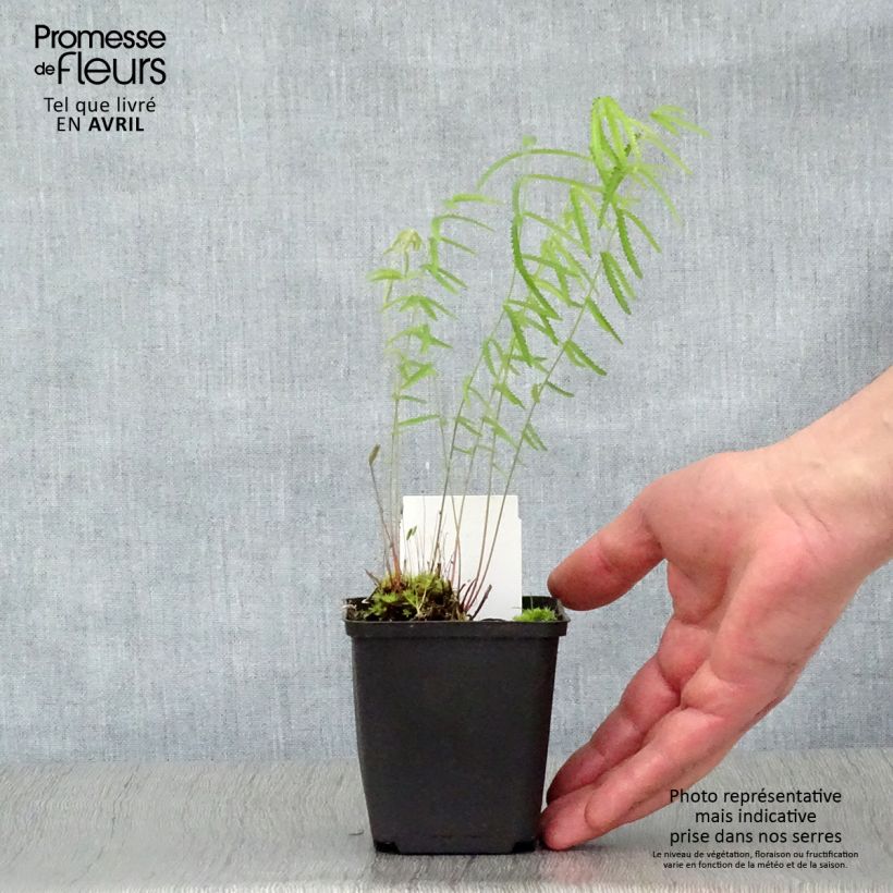 Sanguisorba tenuifolia Alba 8/9 cm pot sample as delivered in spring