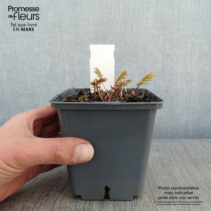 Sanguisorba tenuifolia Alba 1L/1.5L pot sample as delivered in winter