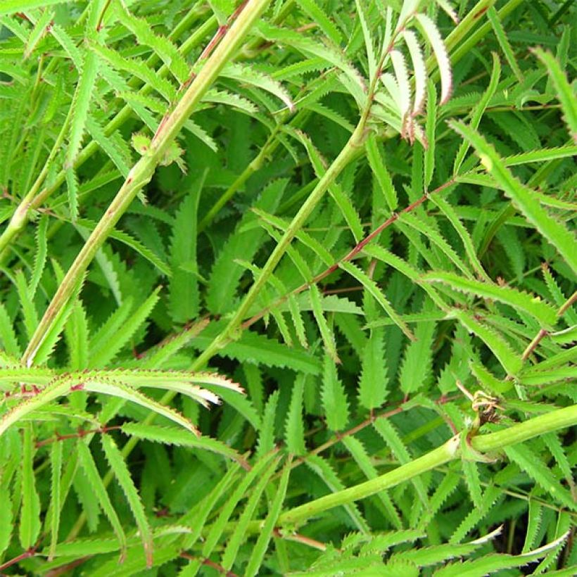 Sanguisorba tenuifolia Pink Elephant (Foliage)
