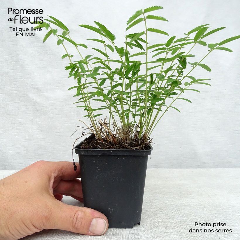 Sanguisorba tenuifolia Pink Elephant 8/9 cm pot sample as delivered in spring