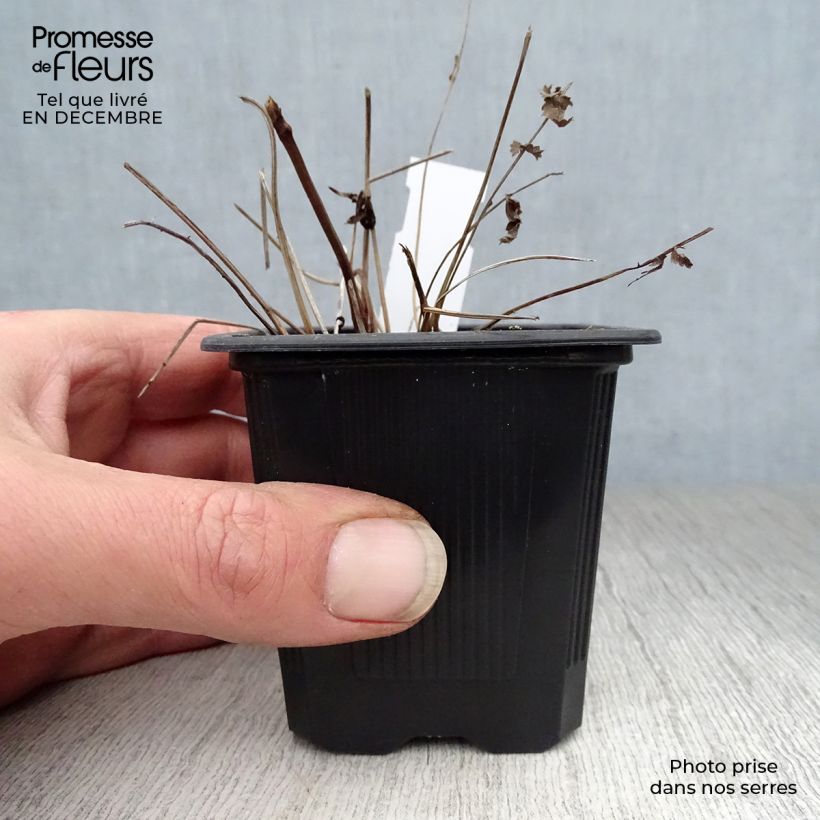 Sanguisorba tenuifolia Pink Elephant 8/9 cm pot sample as delivered in winter