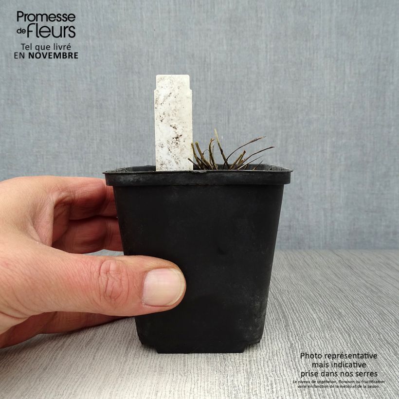 Sanguisorba tenuifolia var. purpurea 8/9 cm pot sample as delivered in autumn