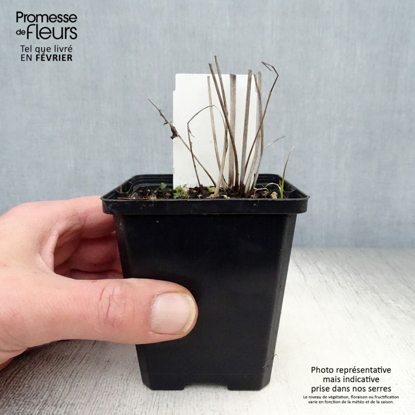 Sanguisorba tenuifolia var. purpurea 8/9 cm pot sample as delivered in winter