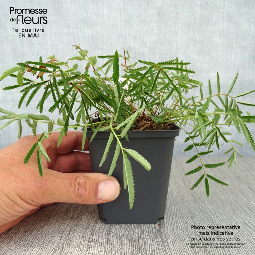 Sanguisorba tenuifolia var. purpurea 8/9 cm pot sample as delivered in spring