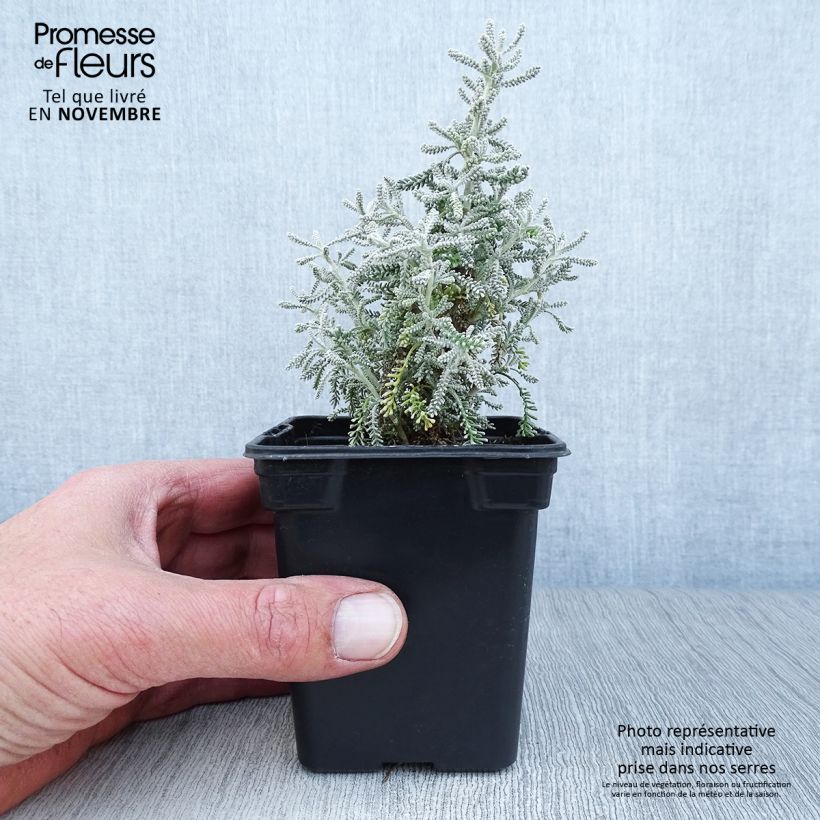 Santolina chamaecyparissus 7/8 cm pot sample as delivered in autumn