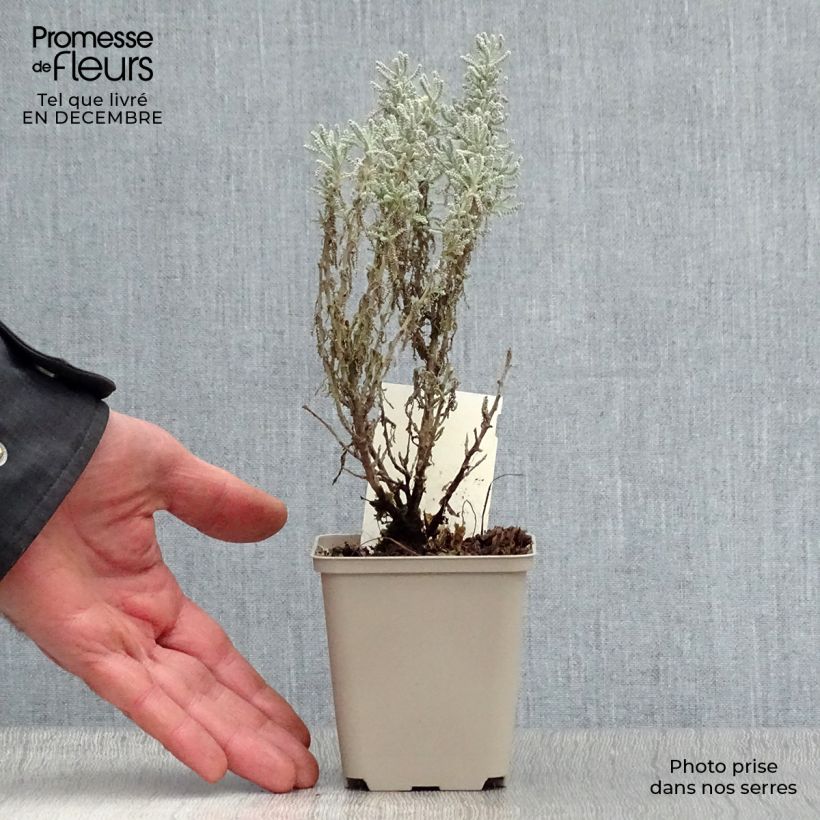 Santolina chamaecyparissus 7/8 cm pot sample as delivered in winter