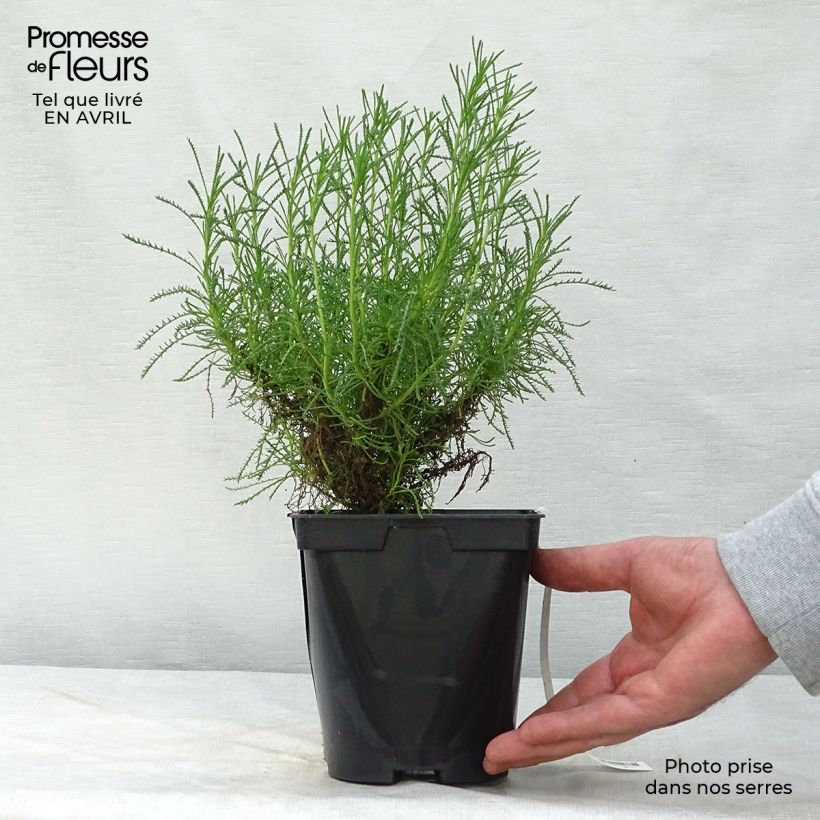 Santolina virens rosmarinifolia 1.5L/2L pot sample as delivered in spring