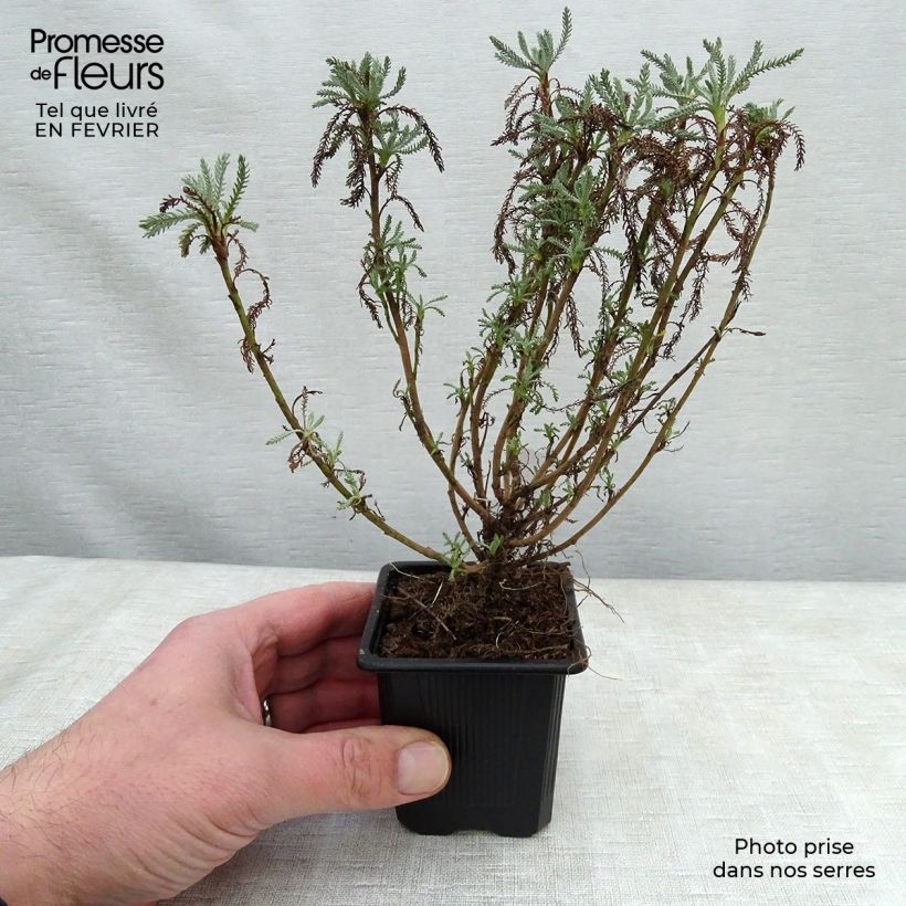 Santolina pinnata subsp neapolitana Edward Bowles 8/9 cm pot sample as delivered in winter