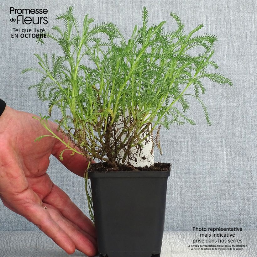 Santolina pinnata subsp neapolitana Edward Bowles 8/9 cm pot sample as delivered in autumn