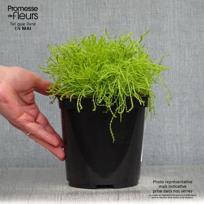 Santolina rosmarinifolia Lemon Fizz 2L/3L pot sample as delivered in spring