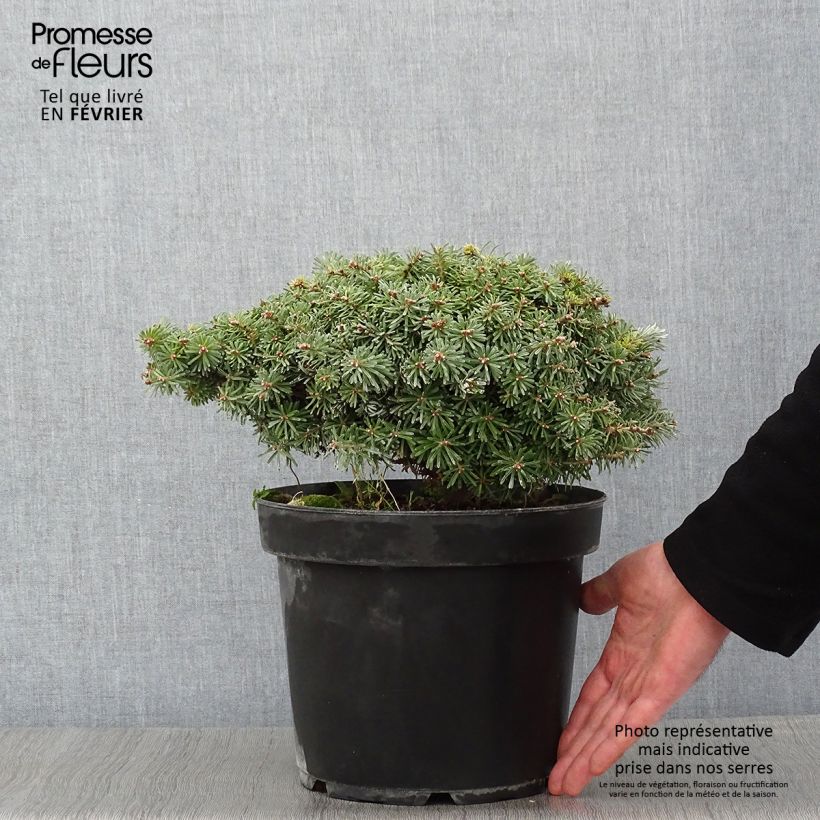 Abies koreana Nadelkissen - Korean Fir 7.5L/10L pot sample as delivered in winter