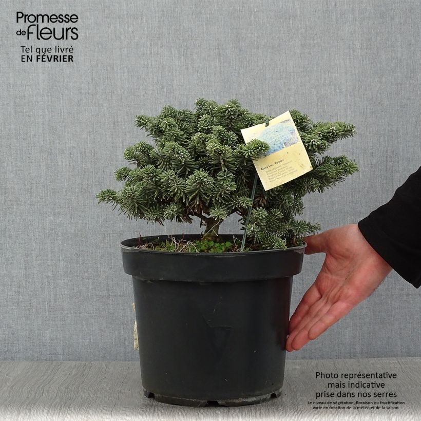 Abies koreana Tundra - Korean Fir Each sample as delivered in winter