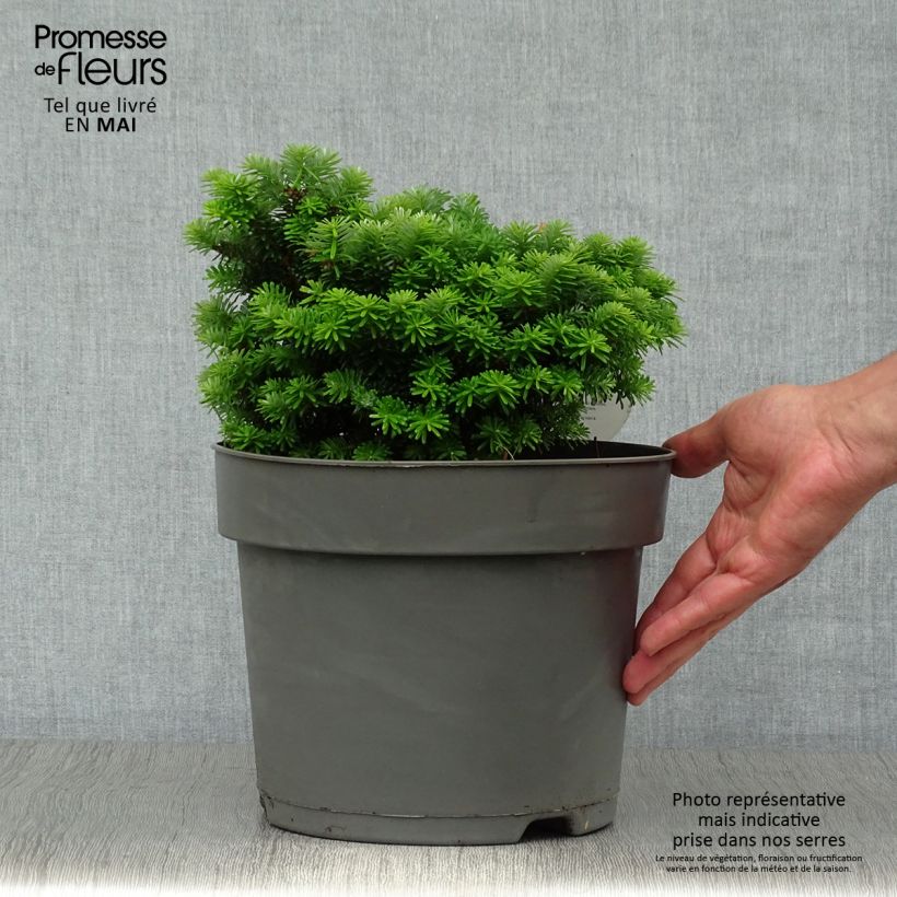 Abies koreana Cis - Korean Fir 7.5L/10L pot sample as delivered in spring