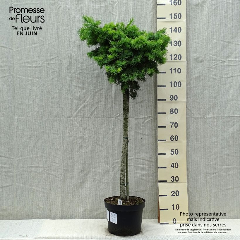 Pseudotsuga menziesii Fletcheri - Douglas Fir 7.5L/10L pot, Standard sample as delivered in spring