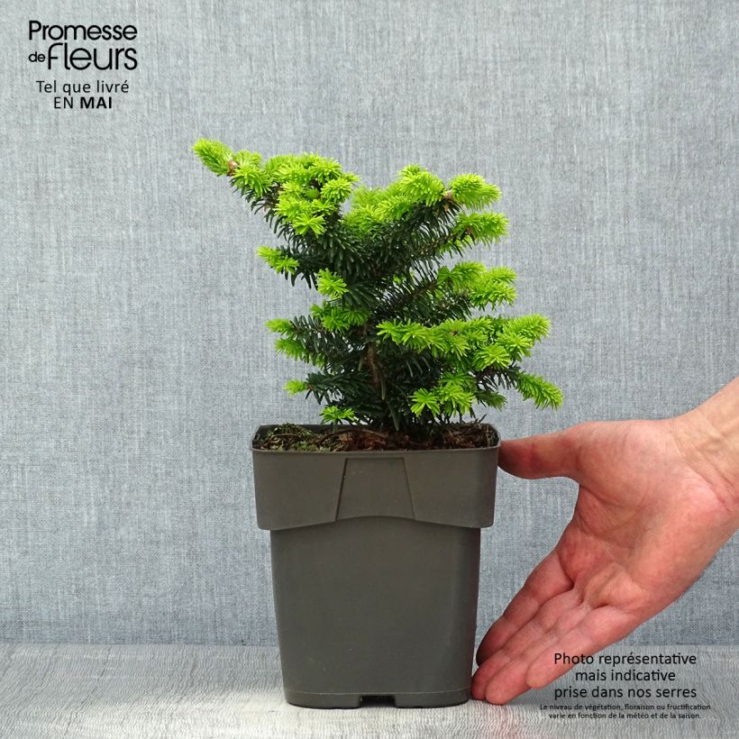 Abies balsamea Piccolo 2L/3L pot sample as delivered in spring