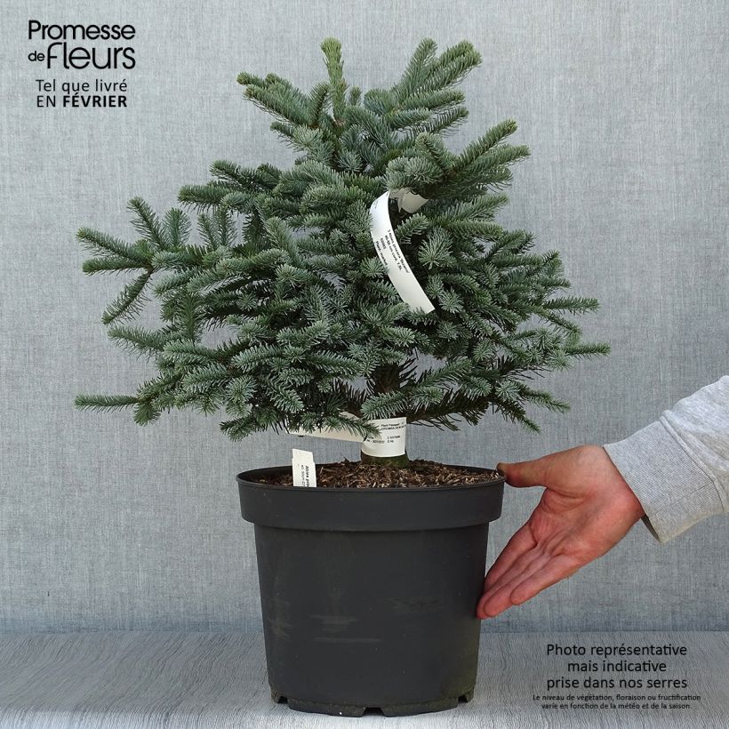 Abies procera Bizzarro - Fir 7.5L/10L pot sample as delivered in autumn