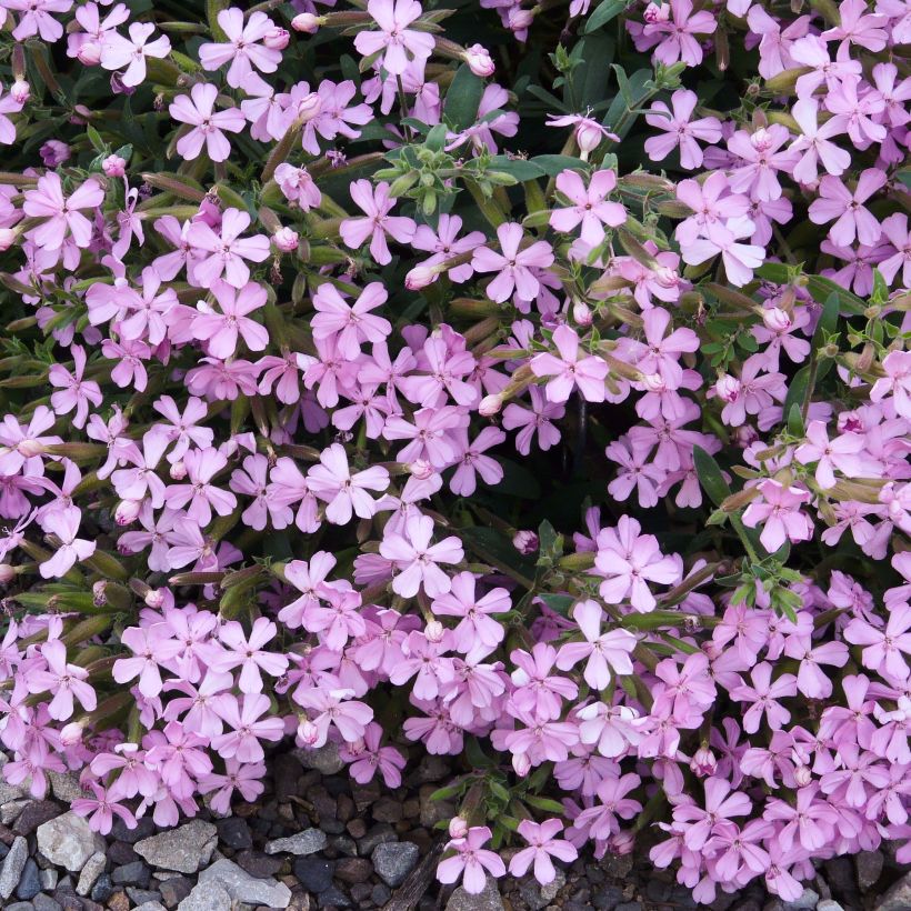 Saponaria lempergii MaFrei (Flowering)