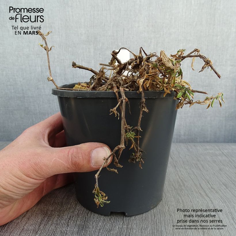 Saponaria ocymoides 2L/3L pot sample as delivered in winter