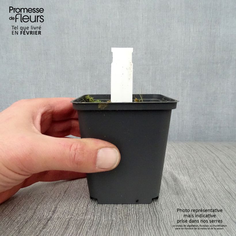 Saponaria officinalis Alba Plena 8/9 cm pot sample as delivered in winter