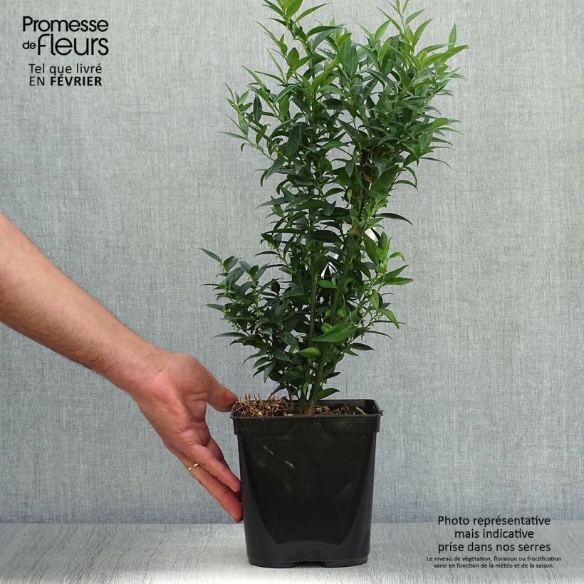 Sarcococca ruscifolia Dragon Gate 3L/4L pot sample as delivered in autumn