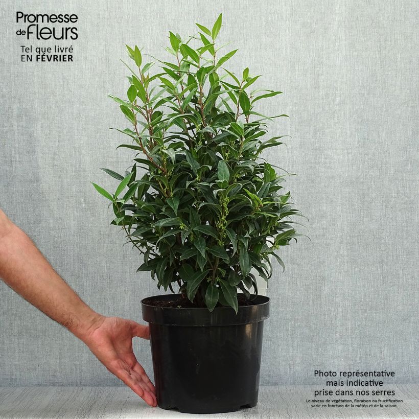 Sarcococca hookeriana Winter Gem 7.5L/10L pot sample as delivered in autumn