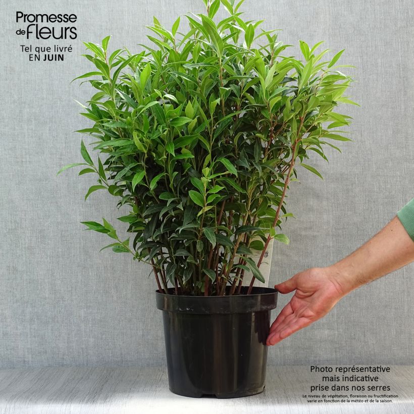 Sarcococca hookeriana Winter Gem 6L/7L pot sample as delivered in summer