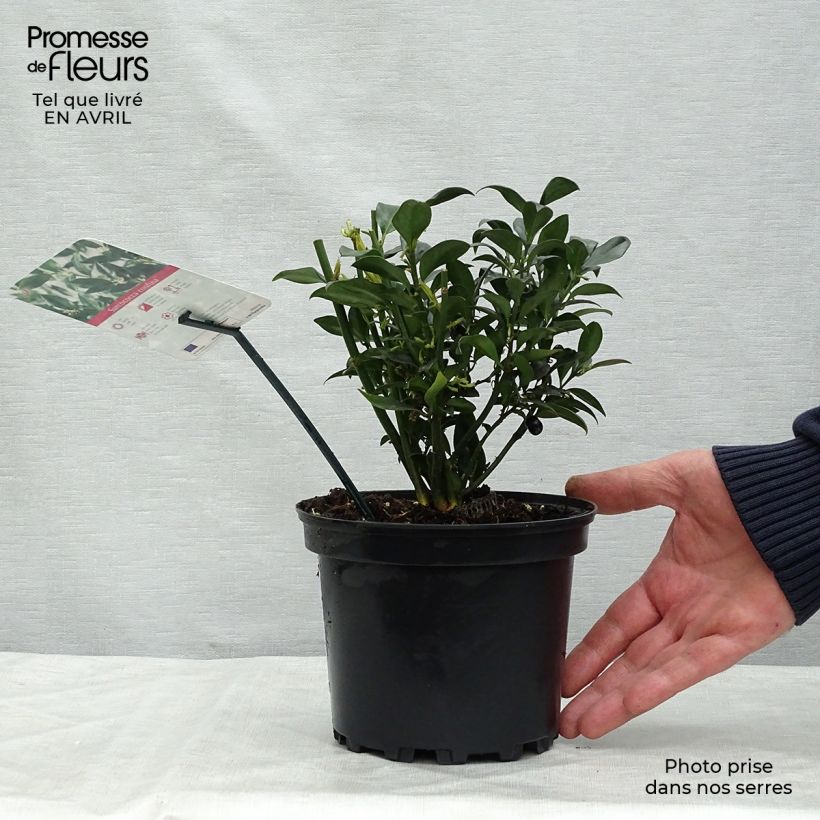 Sarcococca confusa 2L/3L pot sample as delivered in spring