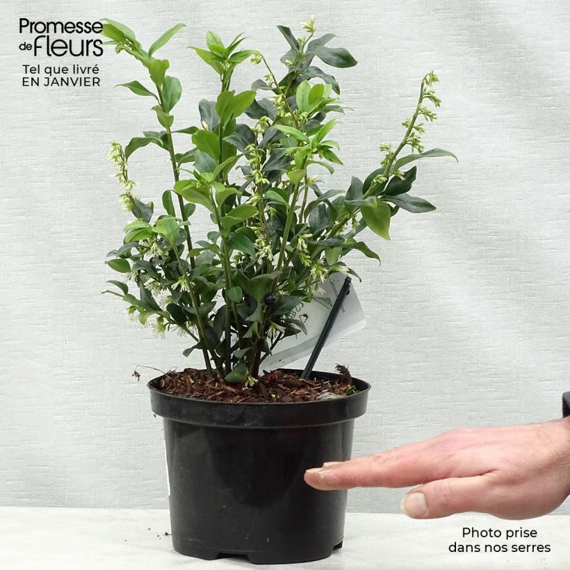 Sarcococca hookeriana 2L/3L pot sample as delivered in winter