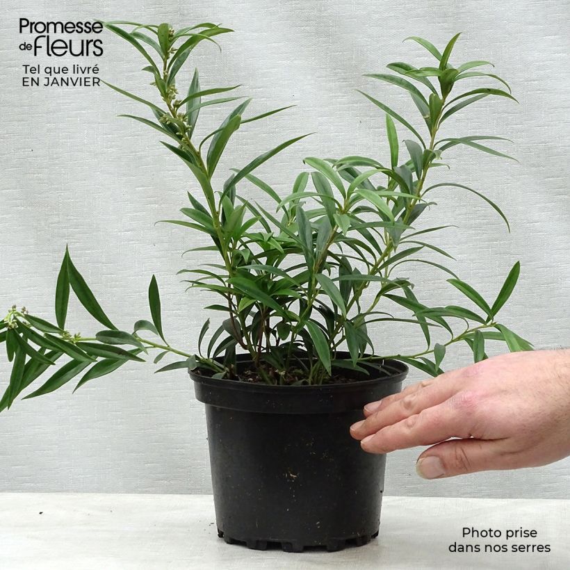 Sarcococca hookeriana var. digyna 2L/3L pot sample as delivered in winter