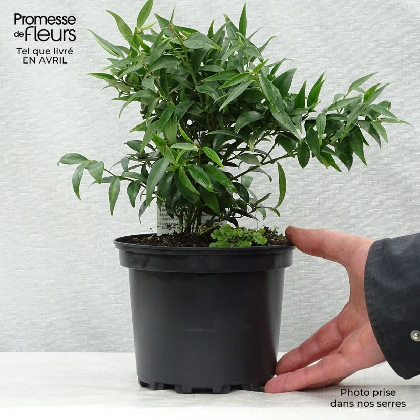 Sarcococca hookeriana var. digyna 2L/3L pot sample as delivered in spring