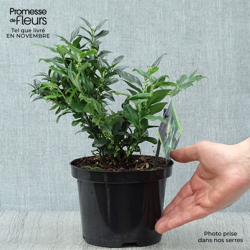Sarcococca hookeriana 2L/3L pot sample as delivered in autumn