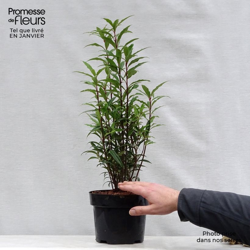 Sarcococca hookeriana var. digyna Purple Stem 2L/3L pot sample as delivered in winter