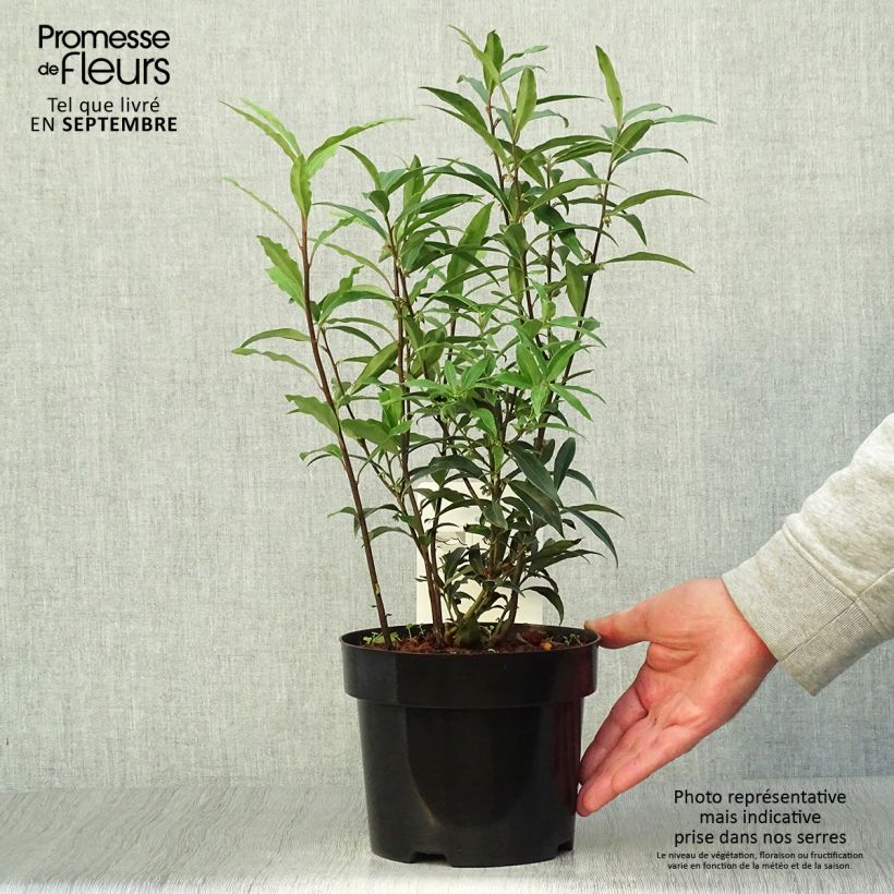 Sarcococca hookeriana var. digyna Purple Stem 2L/3L pot sample as delivered in autumn