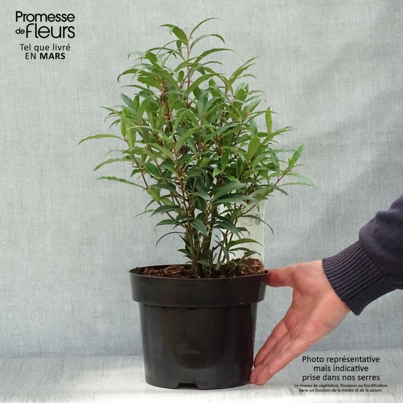 Sarcococca hookeriana var. digyna Purple Stem 2L/3L pot sample as delivered in spring