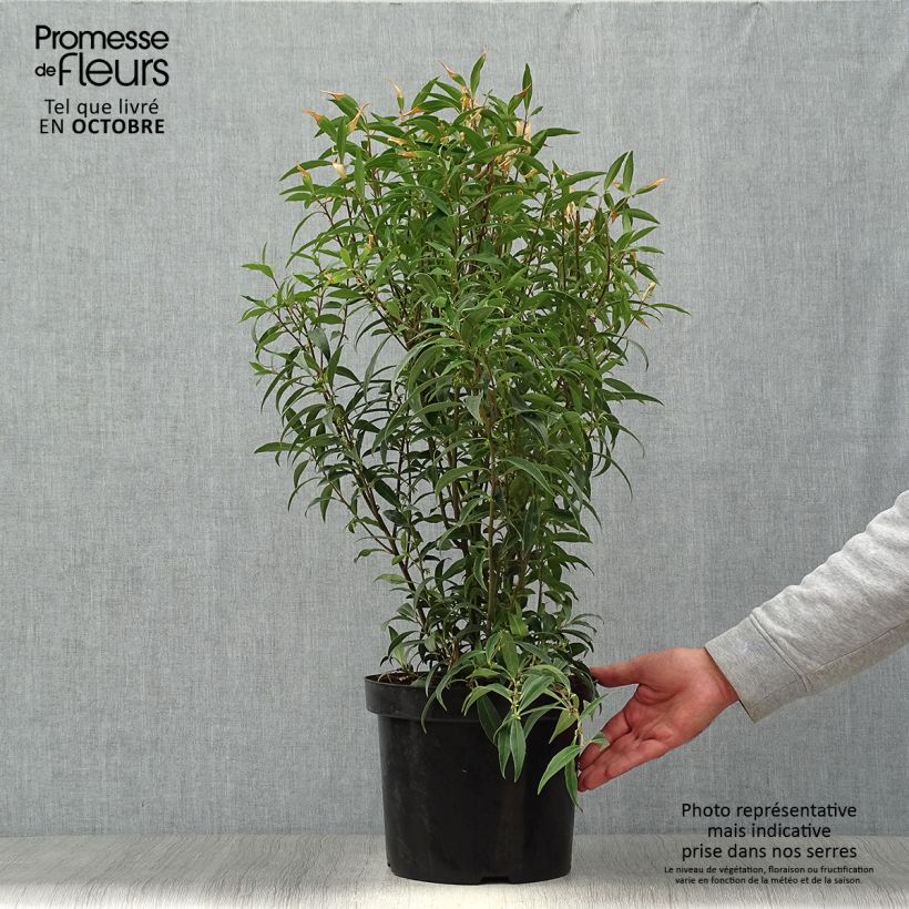 Sarcococca hookeriana var. digyna Purple Stem 7.5L/10L pot sample as delivered in autumn