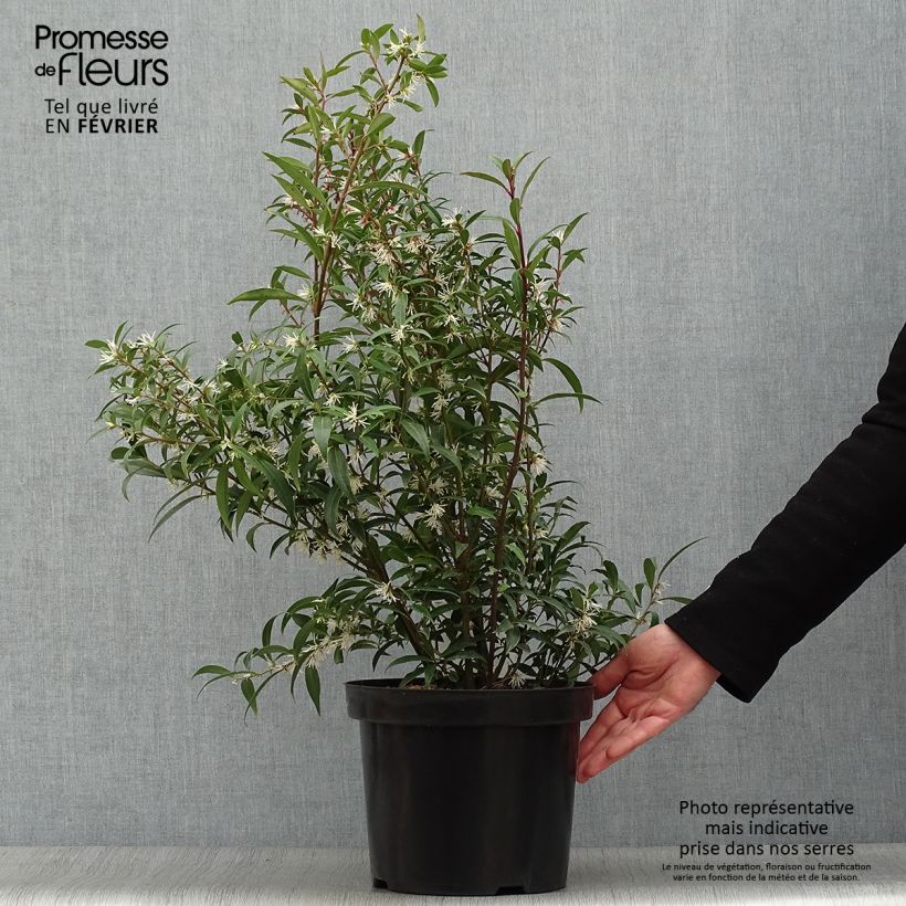 Sarcococca hookeriana var. digyna Purple Stem 7.5L/10L pot sample as delivered in winter