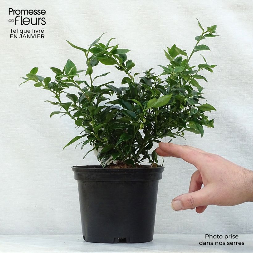 Sarcococca ruscifolia 2L/3L pot sample as delivered in winter