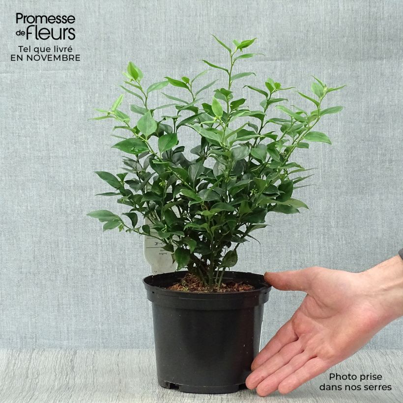Sarcococca ruscifolia 2L/3L pot sample as delivered in autumn