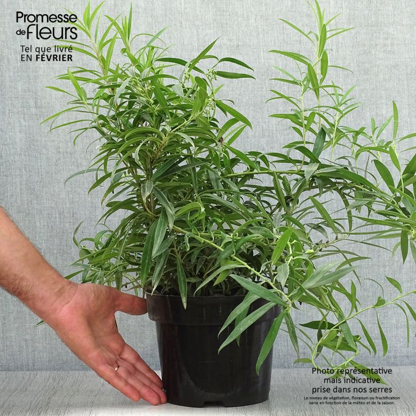 Sarcococca saligna 2L/3L pot sample as delivered in autumn