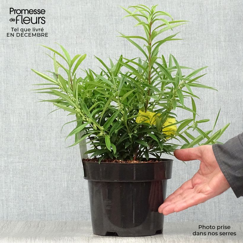 Sarcococca saligna 2L/3L pot sample as delivered in winter