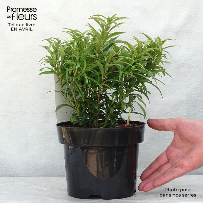 Sarcococca saligna 2L/3L pot sample as delivered in spring