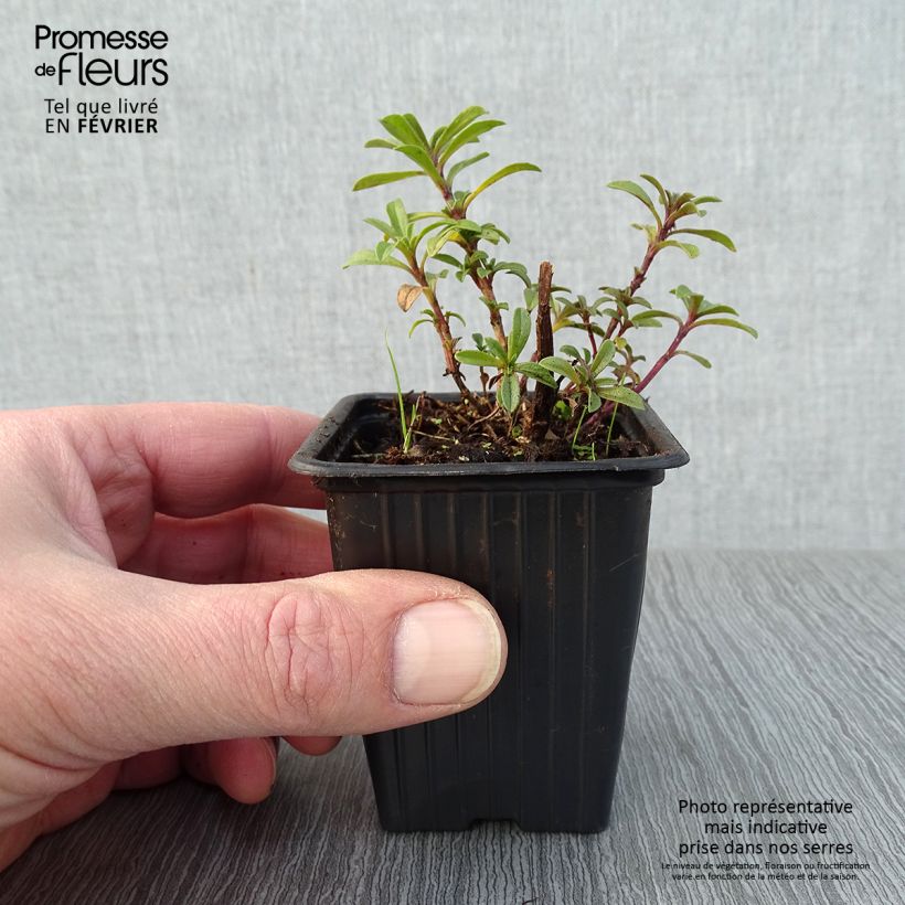 Organic Lemon Savory - Satureja montana citriodora 8/9 cm pot sample as delivered in winter