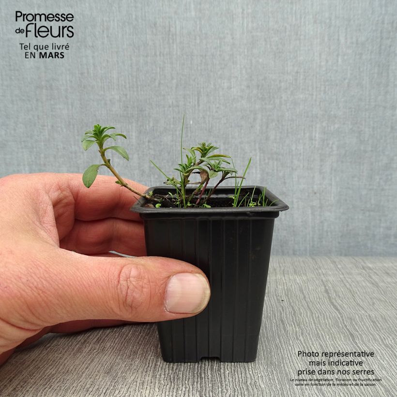 Organic Lemon Savory - Satureja montana citriodora 8/9 cm pot sample as delivered in spring