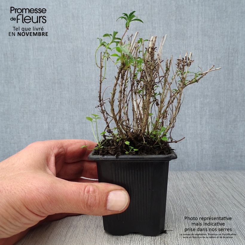 Satureja montana 7/8 cm pot sample as delivered in autumn