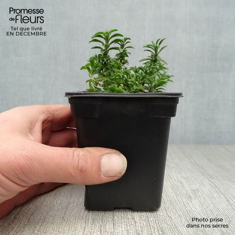 Satureja montana 7/8 cm pot sample as delivered in winter