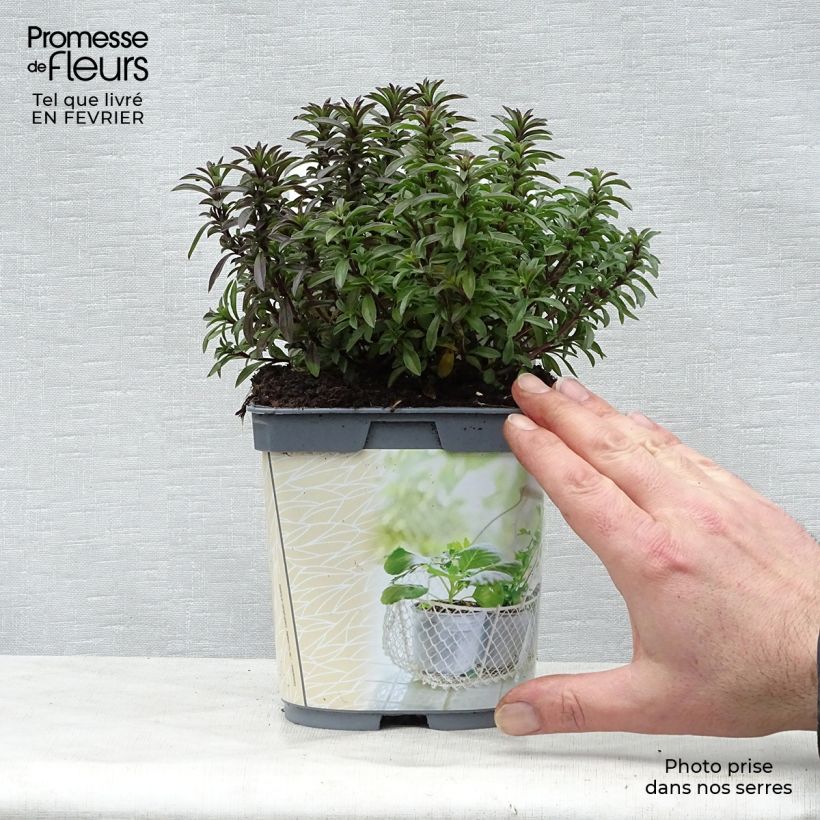 Organic Perennial Savory 1L/1.5L pot sample as delivered in winter