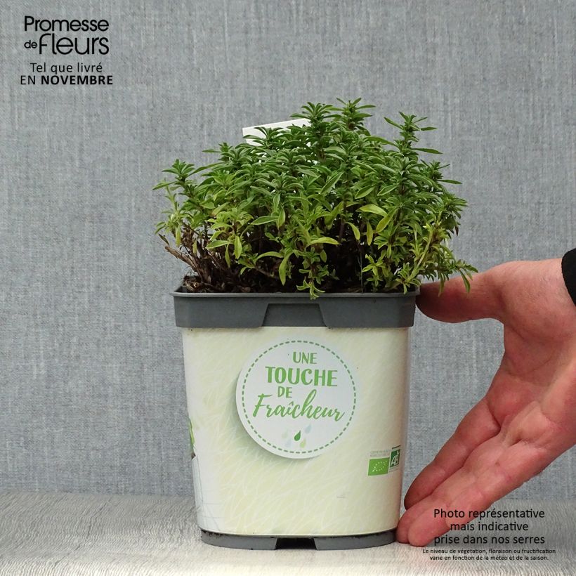 Organic Perennial Savory 1L/1.5L pot sample as delivered in autumn